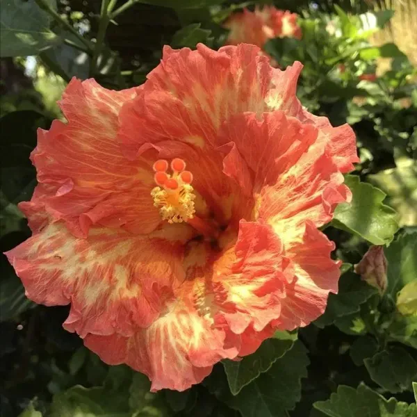 Australian_Variety_Grafted_Hibiscus_Flower_Plant