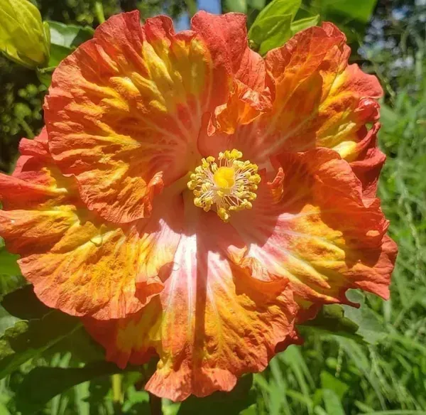 Australian_Variety_Grafted_Hibiscus_Flower_Plant
