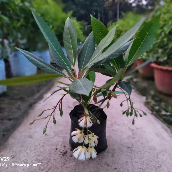Hybrid_Rudrakhas_Fruit_Plant_For_Home_Garden
