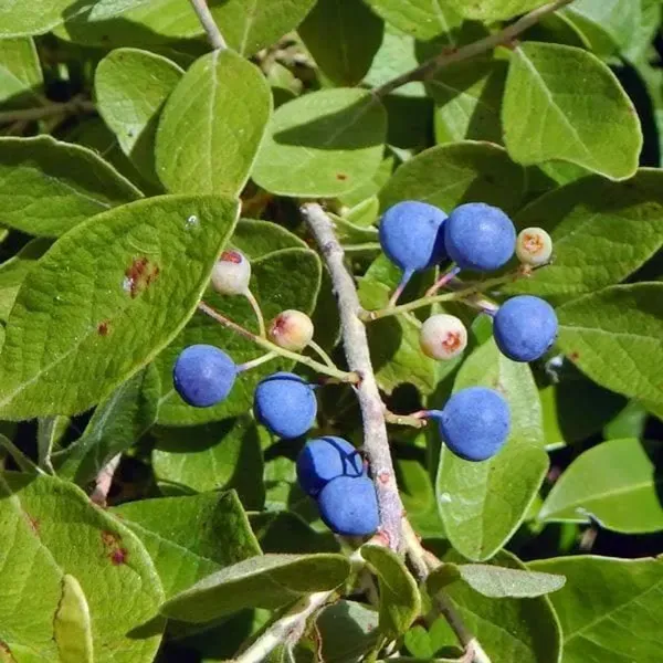 Hybrid_Rudrakhas_Fruit_Plant_For_Home_Garden