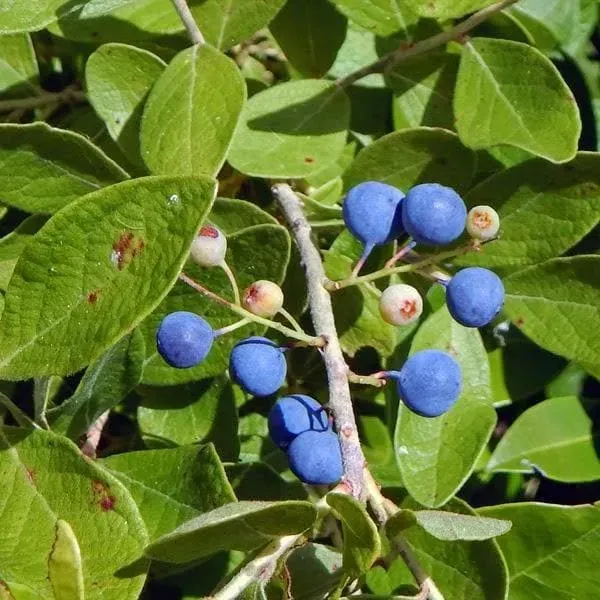 Hybrid_Rudrakhas_Fruit_Plant_For_Home_Garden