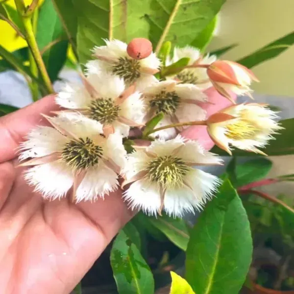 Hybrid_Rudrakhas_Fruit_Plant_For_Home_Garden