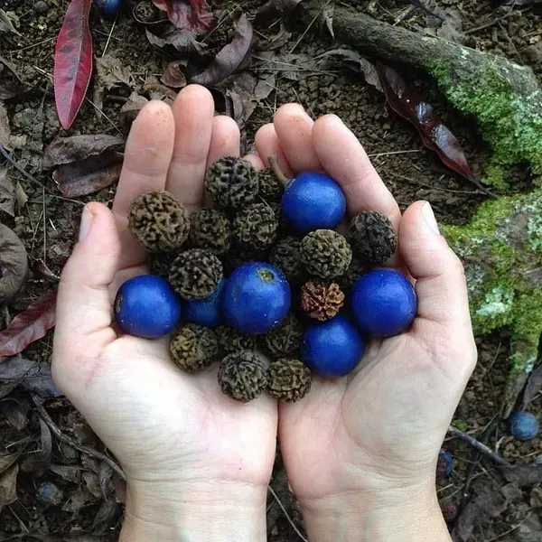 Hybrid_Rudrakhas_Fruit_Plant_For_Home_Garden