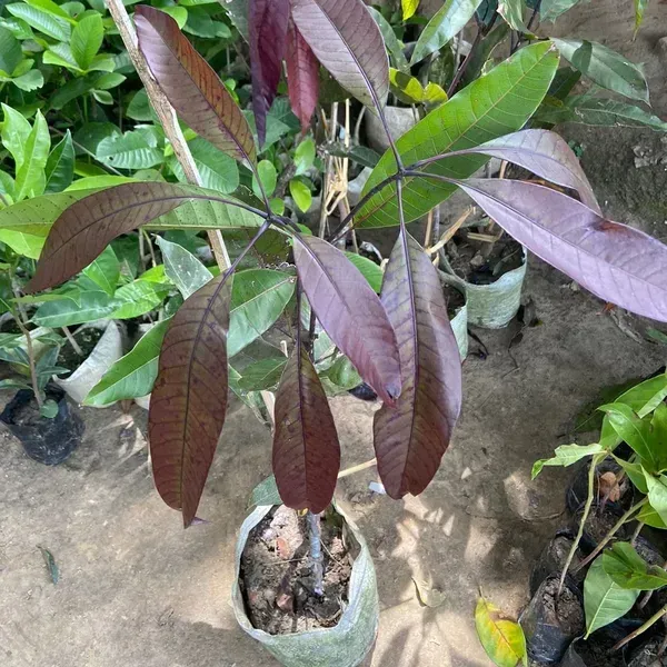 Kasturi_Mango_Grafted_Fruit_Plant