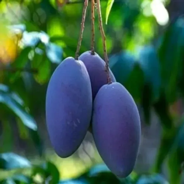 Kasturi_Mango_Grafted_Fruit_Plant