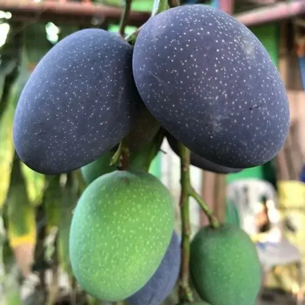 Kasturi_Mango_Grafted_Fruit_Plant