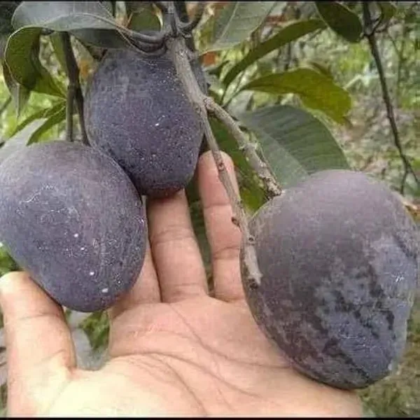 Kasturi_Mango_Grafted_Fruit_Plant