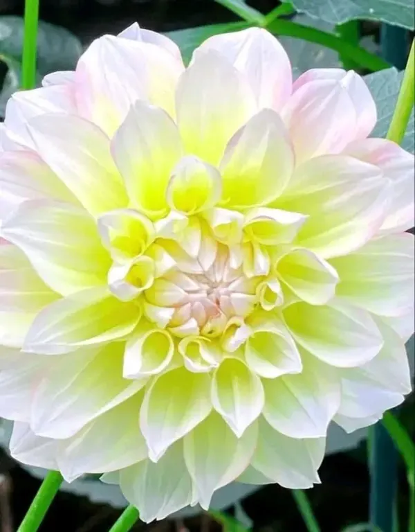 Dahlia_Flower_Plant_Variegated_White_Yellow