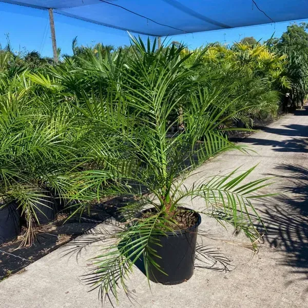 Zahidi_Variety_Date_Plum_Live_Plant