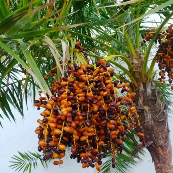 Zahidi_Variety_Date_Plum_Live_Plant