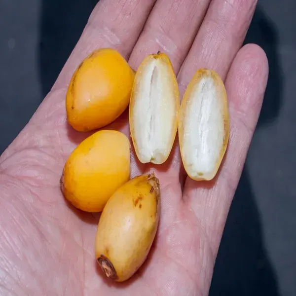 Zahidi_Variety_Date_Plum_Live_Plant