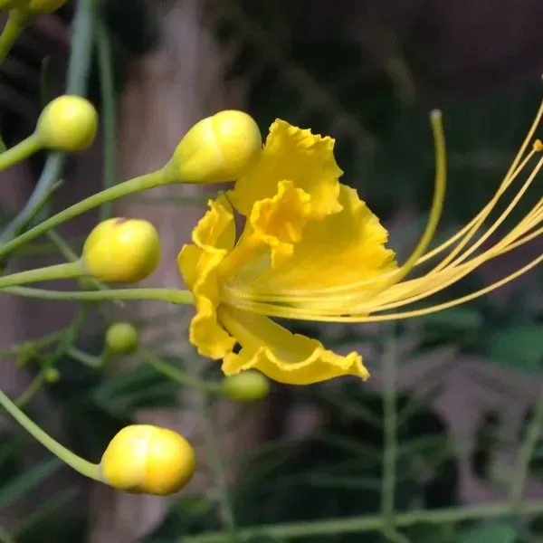 Peacock_Radhachura_Flower_Plant_Yellow