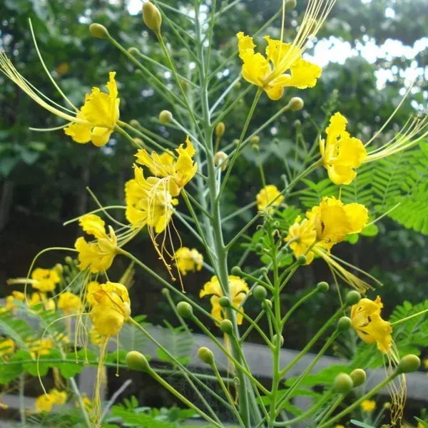 Peacock_Radhachura_Flower_Plant_Yellow