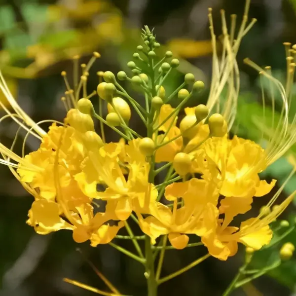 Peacock_Radhachura_Flower_Plant_Yellow