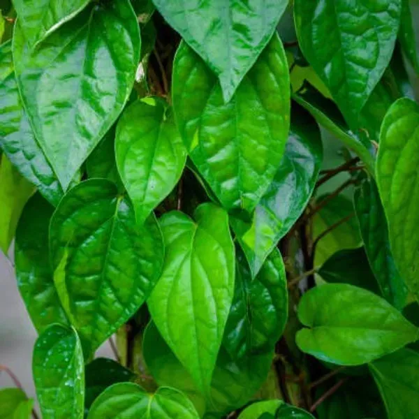 Maghai_Betel_Leaf_Plant_Maghai_Paan