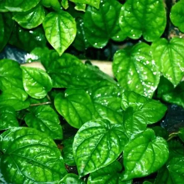 Maghai_Betel_Leaf_Plant_Maghai_Paan