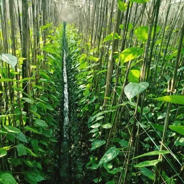 Maghai_Betel_Leaf_Plant_Maghai_Paan