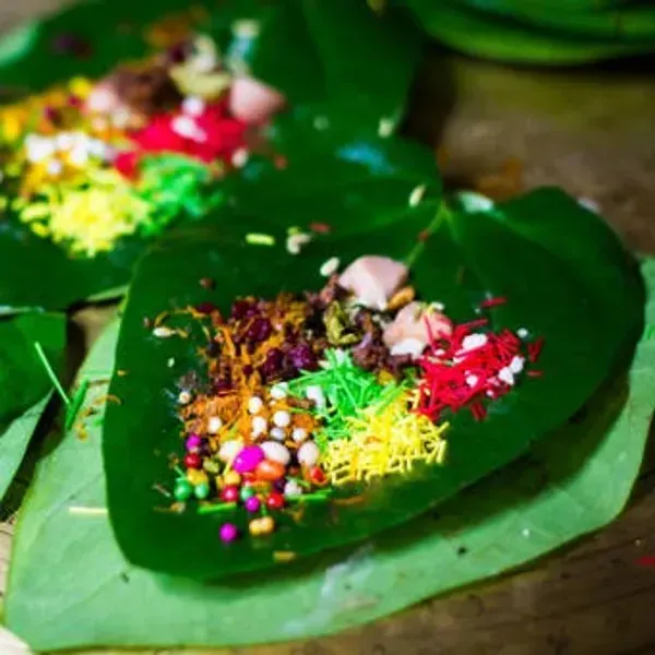 Maghai_Betel_Leaf_Plant_Maghai_Paan