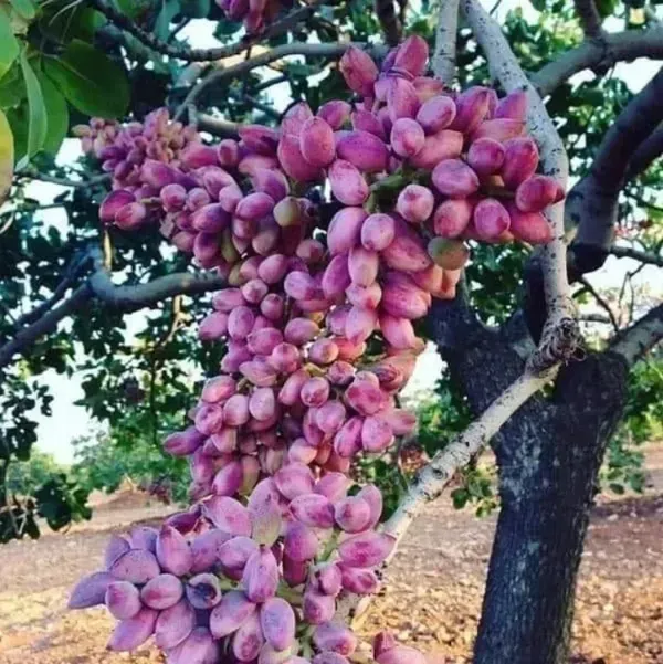 Dwarf_Variety_Red_Pistachio_Hybrid_Fruit_Plant