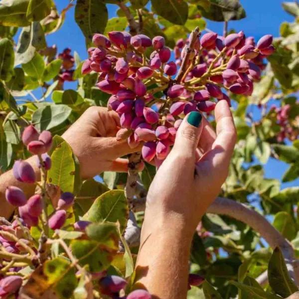 Dwarf_Variety_Red_Pistachio_Hybrid_Fruit_Plant