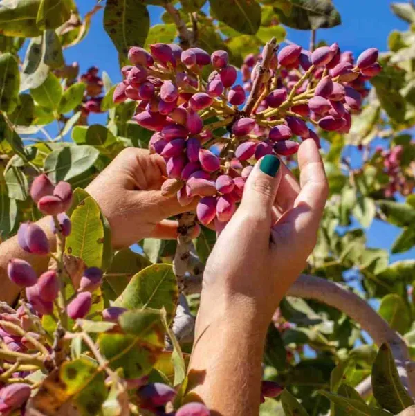 Dwarf_Variety_Red_Pistachio_Hybrid_Fruit_Plant