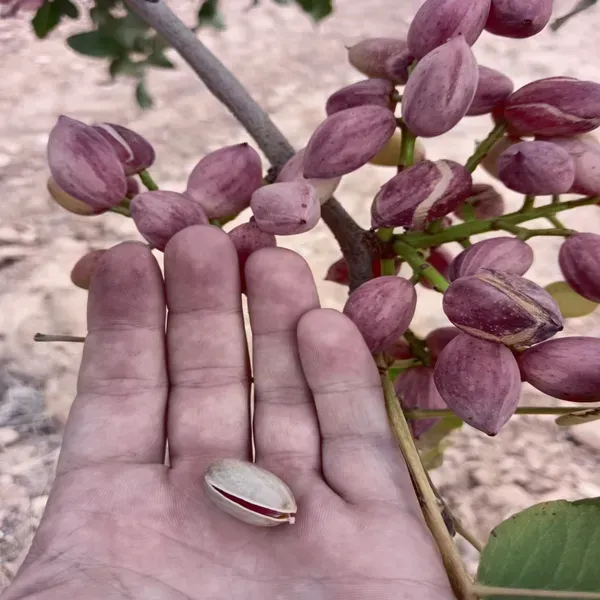 Dwarf_Variety_Red_Pistachio_Hybrid_Fruit_Plant