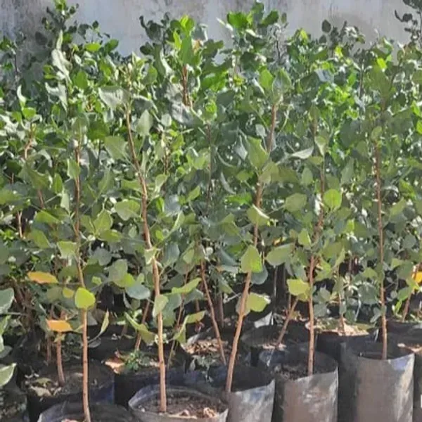 Dwarf_Variety_Red_Pistachio_Hybrid_Fruit_Plant