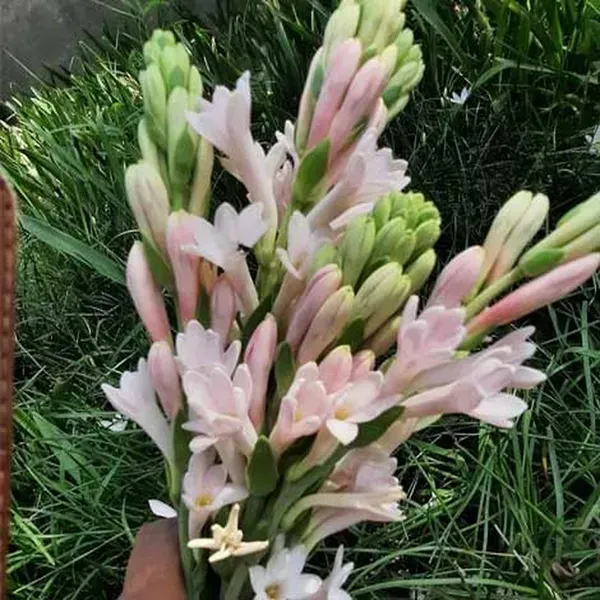 Tube_Rose_Live_Flower_Plant_Pink