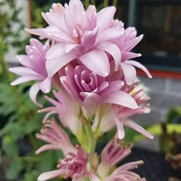 Tube_Rose_Live_Flower_Plant_Pink