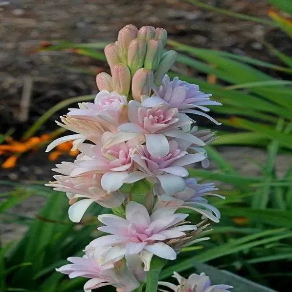 Tube_Rose_Live_Flower_Plant_Pink