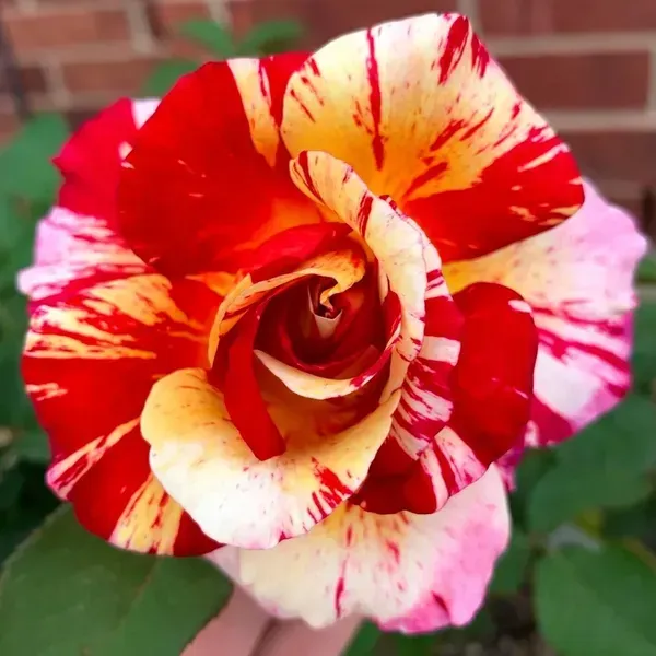Abracadabra_Rose_Flower_Plant_For_Home_Garden