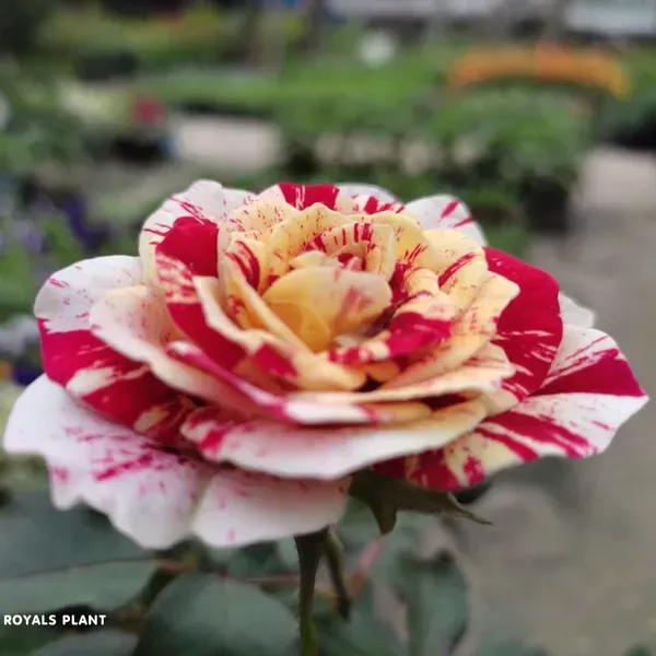 Abracadabra_Rose_Flower_Plant_For_Home_Garden