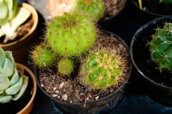 Echinopsis_Tubiflora_Cactus_For_Home_Garden