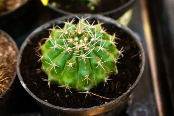 Echinopsis_Tubiflora_Cactus_For_Home_Garden