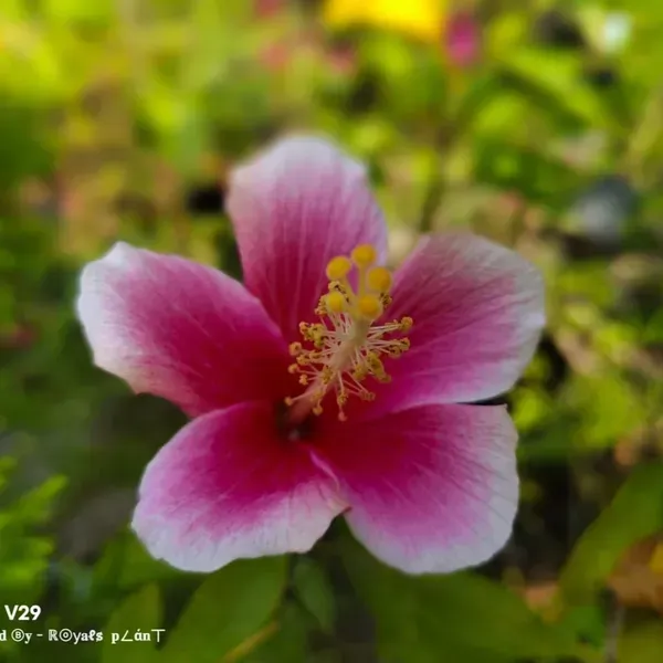 Hibiscus_365_Days_Flowers_Plant