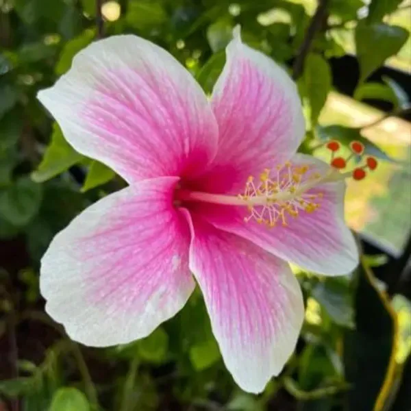 Hibiscus_365_Days_Flowers_Plant