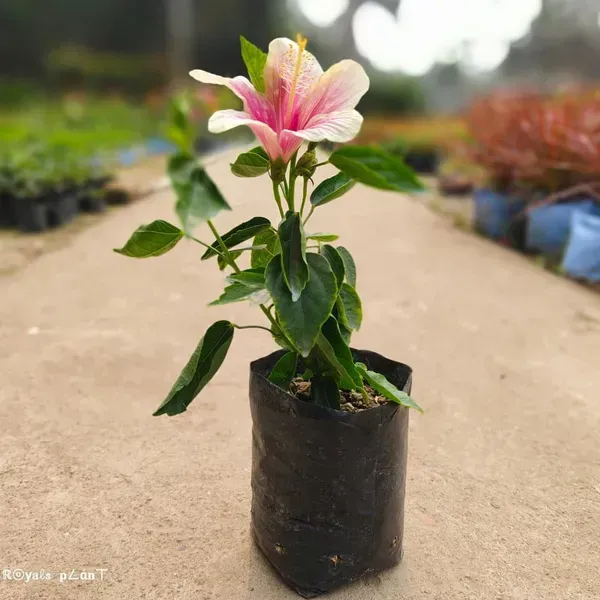 Hibiscus_365_Days_Flowers_Plant