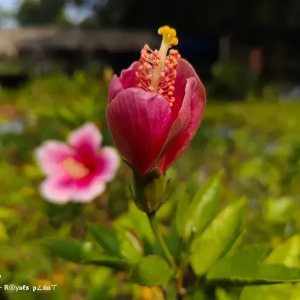 Hibiscus_365_Days_Flowers_Plant