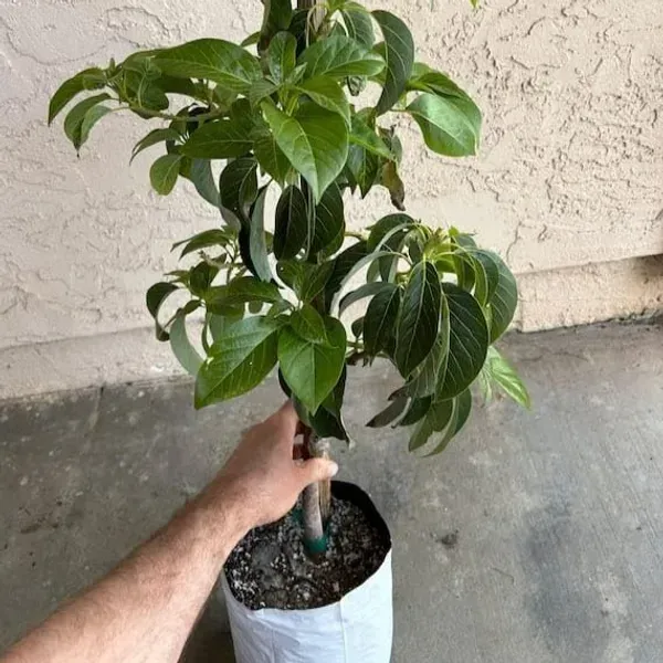 Hass_Avocado_Fruit_Plant_For_Home_Garden