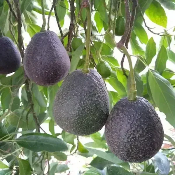 Hass_Avocado_Fruit_Plant_For_Home_Garden