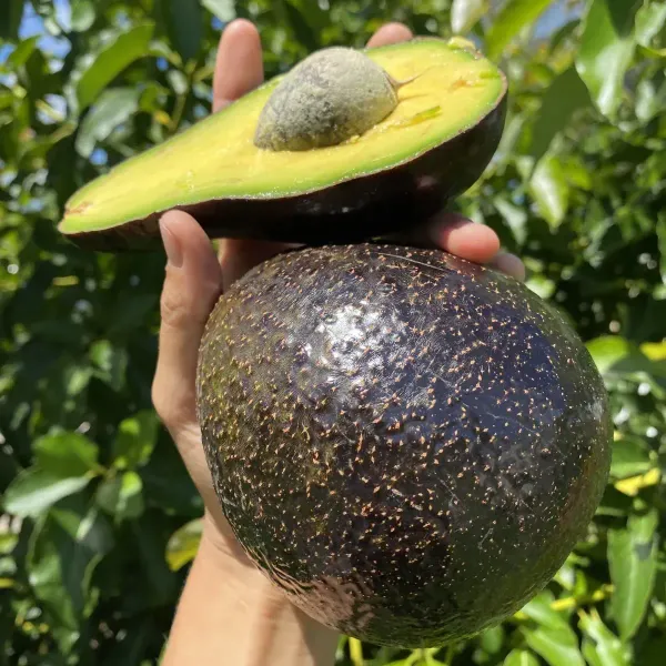 Hass_Avocado_Fruit_Plant_For_Home_Garden