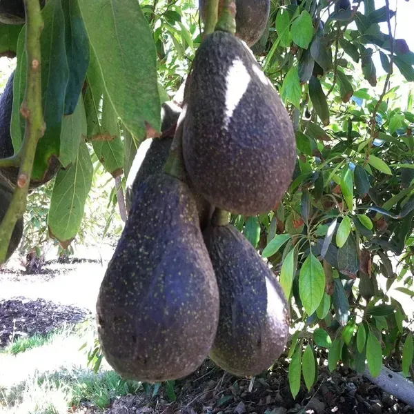 Hass_Avocado_Fruit_Plant_For_Home_Garden