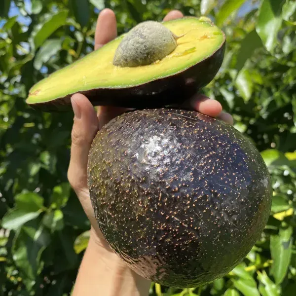 Hass_Avocado_Fruit_Plant_For_Home_Garden