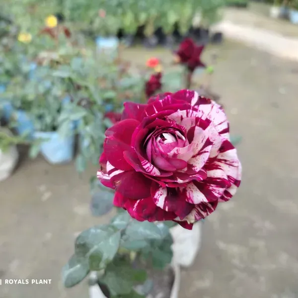 Abracadabra_Rose_Flower_Plant_For_Home_Garden