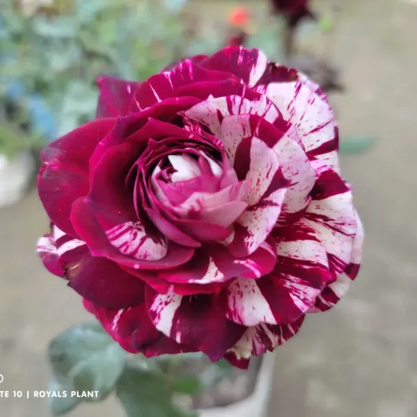 Abracadabra_Rose_Flower_Plant_For_Home_Garden