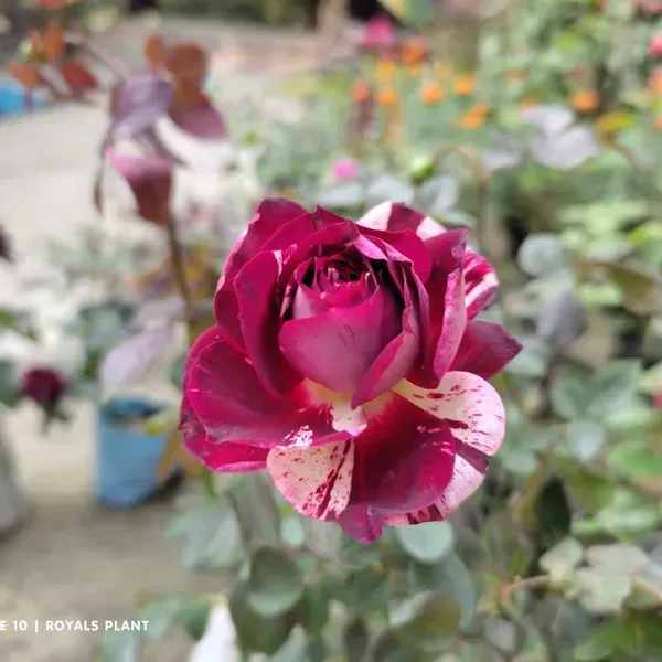 Abracadabra_Rose_Flower_Plant_For_Home_Garden