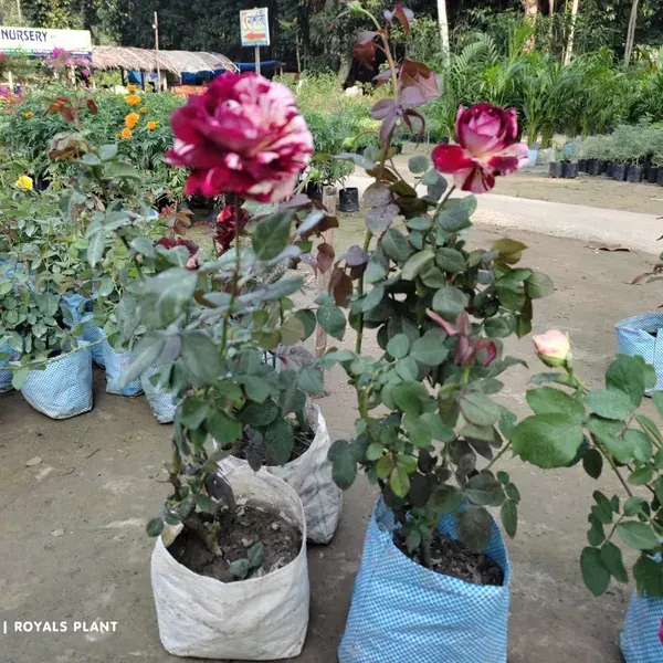 Abracadabra_Rose_Flower_Plant_For_Home_Garden