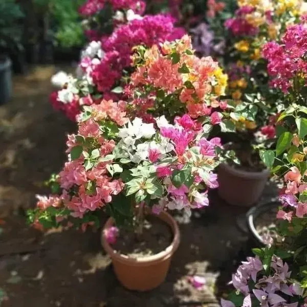 Multigrafted_Bougainvillea_Flower_Plant_5_Colour