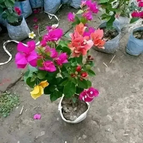 Multigrafted_Bougainvillea_Flower_Plant_5_Colour