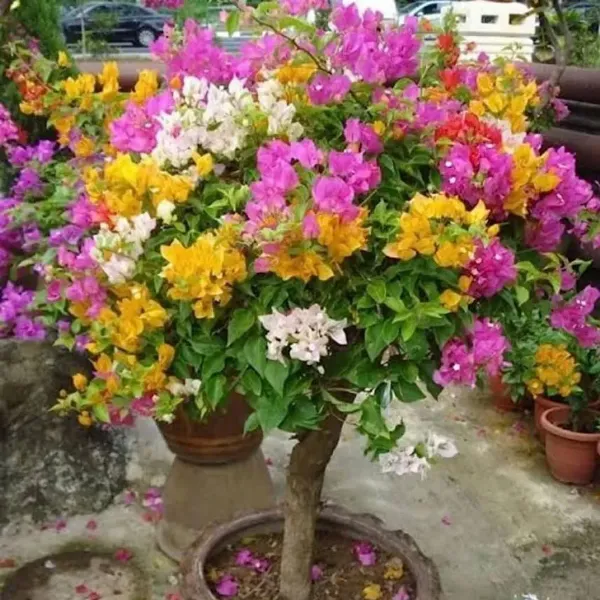 Multigrafted_Bougainvillea_Flower_Plant_5_Colour